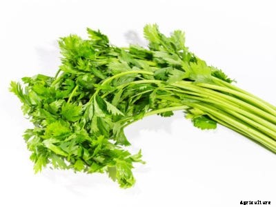 Growing Leaf Celery – How To Grow European Cutting Celery