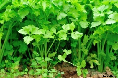 What Is Smallage: How To Grow Wild Celery Plants