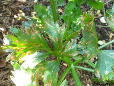 Celery Cercospora Blight Disease: Controlling Cercospora Blight Of Celery Crops