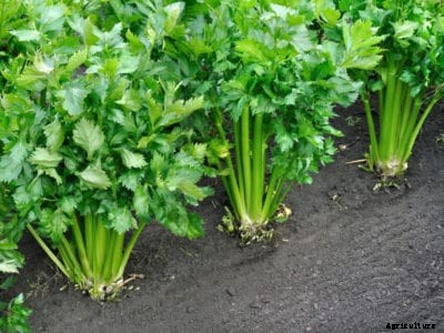 What Causes Rotting Stalks In Celery: Tips For Treating Celery With Stalk Rot