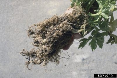Celery Root Knot Nematode Info: Alleviating Nematode Damage Of Celery