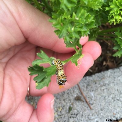 Worms Eating Celery: Are Caterpillars On Celery Plants Harmful