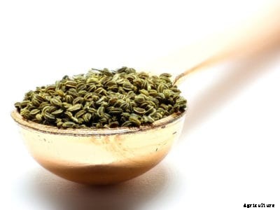 Saving Celery Seeds – How To Harvest Celery Seeds