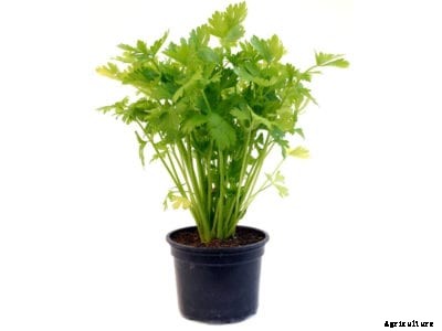 Container Grown Celery: Can I Grow Celery In A Pot