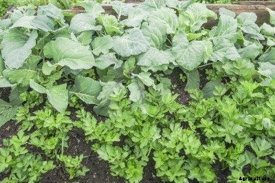 Companion Planting With Celery: What Are Some Good Celery Companion Plants