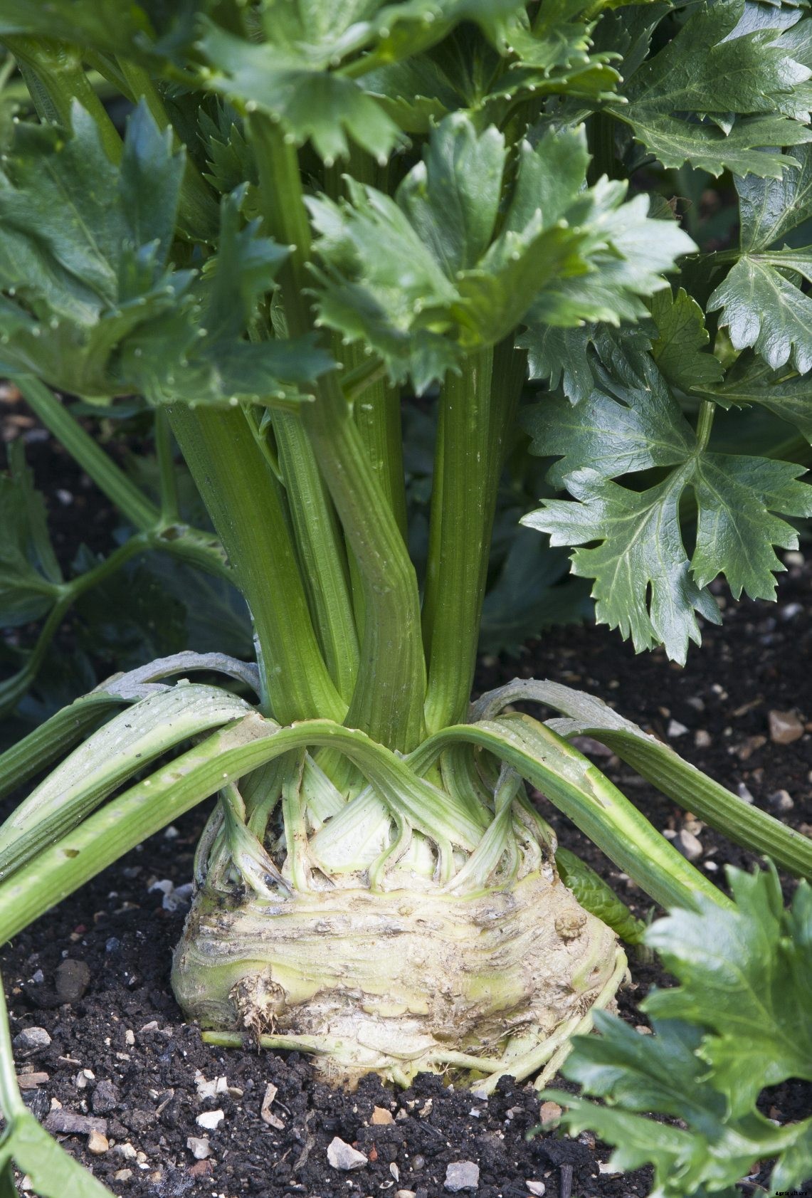 Common Varieties Of Celery: Different Kinds Of Celery Plants