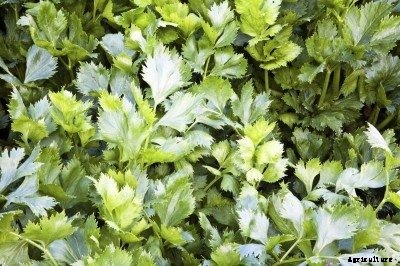 Celery Leaf Info: Learn About Growing Celery As Herb Plants