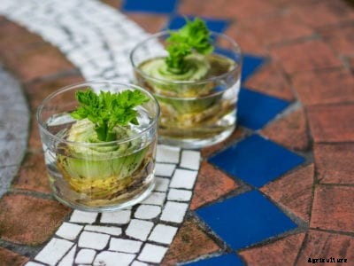 Regrowing Celery: How To Plant Celery Bottoms In The Garden