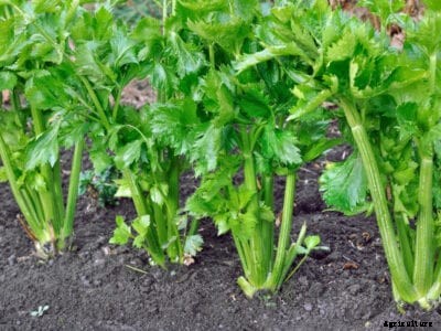 Problems With Celery Plants: Reasons Why Celery Is Hollow