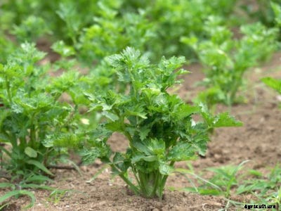 What Is Blackheart Disorder: Learn About Calcium Deficiency In Celery