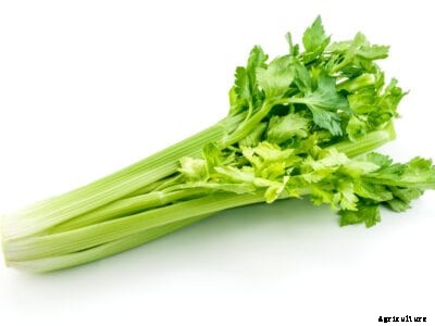 Bitter Tasting Celery Stalks: How To Keep Celery From Tasting Bitter