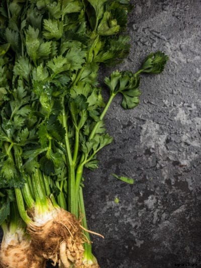 Celery Harvest – Picking Celery In Your Garden