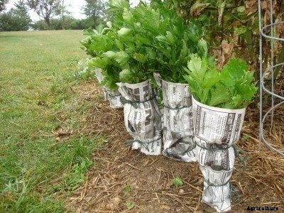 Learn About Blanching Celery In The Garden