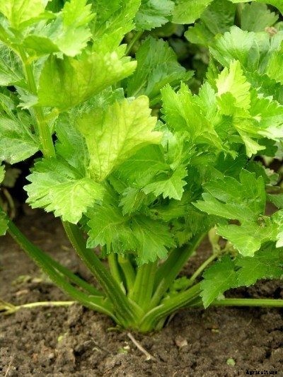 Tips On How To Grow Celery