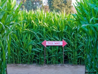 Corn Maze Ideas: Growing A Corn Maze In The Landscape