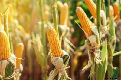 What Is Corn Used For: Learn About Unusual Corn Uses