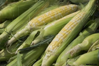 Different Kinds Of Corn – Popular Varieties Of Corn Plants To Grow
