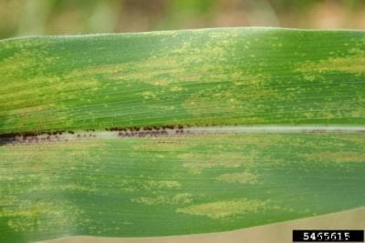 Physoderma Brown Spot Of Corn – Treating Corn With Brown Spot Disease