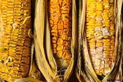 Corn Ear Rot Treatment: How To Control Ear Rot In Corn