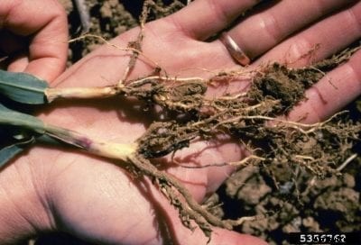 Corn Seedlings With Blight: Causes Of Seedling Blight In Corn