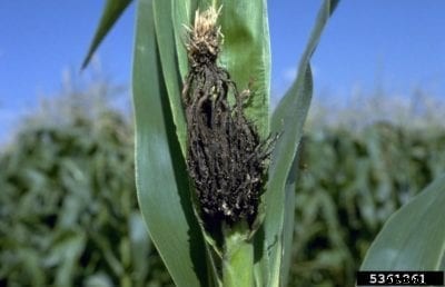 Head Smut On Corn Crops: How To Stop Corn Head Smut On Plants