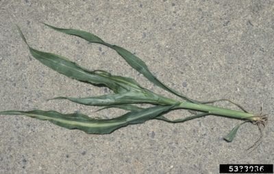 Stewart’s Wilt Of Corn Plants – Treating Corn With Stewart’s Wilt Disease