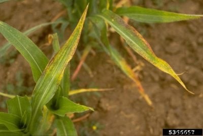 High Plains Disease In Sweet Corn – Treating Corn With High Plains Virus