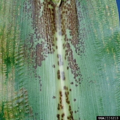 Sweet Corn Brown Spot – Treating Sweet Corn With Leaf Spots