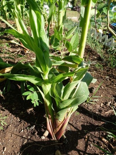 Mosaic Virus Of Maize Plants: Treating Plants With Dwarf Mosaic Virus