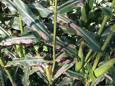 Northern Leaf Blight Of Corn – Control Of Northern Corn Leaf Blight