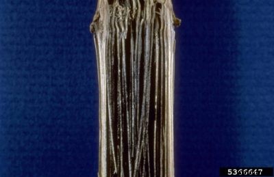 Sweet Corn Charcoal Rot Control – How To Manage Corn With Charcoal Rot