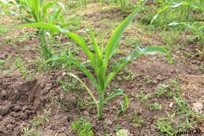 Corn Seedlings Are Dying – What To Do With A Sickly Sweet Corn Seedling