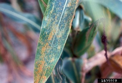 Sweet Corn Rust Treatment – Learn About Corn Rust Fungus Control