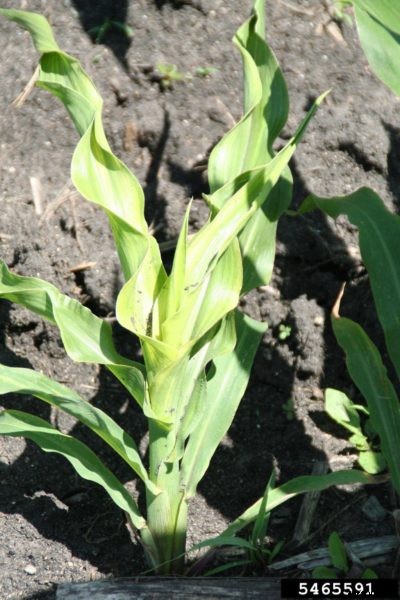 Sweet Corn Downy Mildew Control – Managing Downy Mildew On Sweet Corn