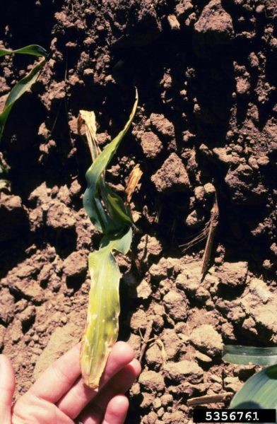 Seed Rot Disease Of Corn: Reasons For Rotting Sweet Corn Seeds