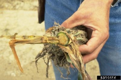 Rotting Corn Stalks: What Causes Sweet Corn Stalks To Rot