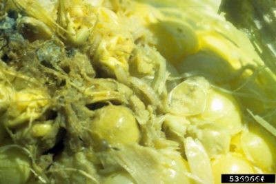 Sweet Corn Kernel Rot : What Causes Rotting Corn Kernels