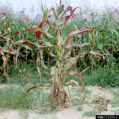 Treating Stunt In Corn – How To Manage Stunted Sweet Corn Plants
