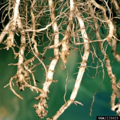 Sweet Corn Nematode Control: How To Manage Nematodes Of Sweet Corn