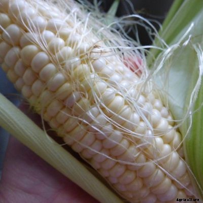 Why Is My Sweet Corn Not Sweet: Fixing Corn That Is Not Sweet