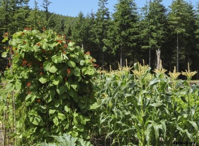 Companion Planting With Corn – Learn About Planting Next To Corn