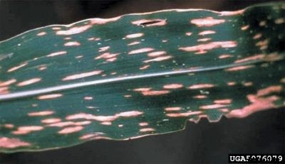 Southern Corn Leaf Blight Treatment – What Are Symptoms Of Southern Leaf Blight