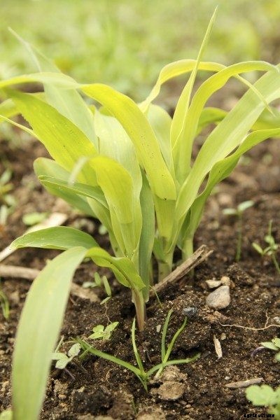 Yellowing Corn Leaves: Why Corn Plant Leaves Turn Yellow