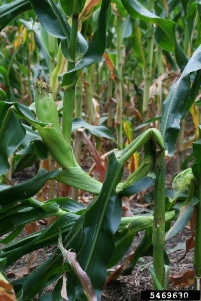 Fixing Knocked Over Corn: What To Do When Corn Is Bent Over