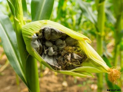 Common Smut Of Corn: What To Do For Corn Smut Fungus