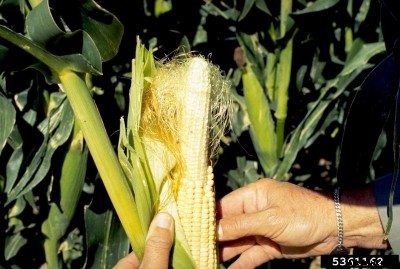 No Ears On Corn Stalks: Why Is My Corn Not Producing Ears