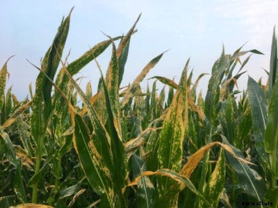 Corn Plant Problems: Reasons A Corn Plant Is Wilted