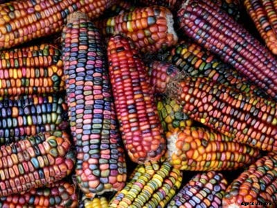 Ornamental Corn Uses: Tips For Growing Ornamental Corn