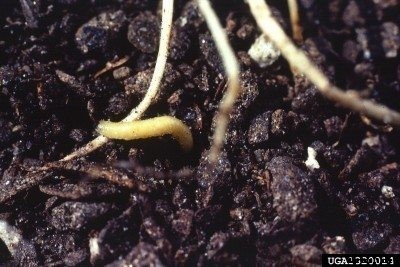 Controlling Corn Rootworm – Preventing Corn Rootworm Injury In Gardens