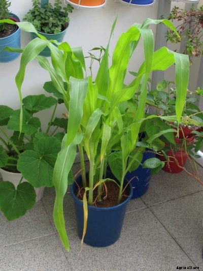 Growing Corn In Pots: Learn How To Grow Corn In A Container
